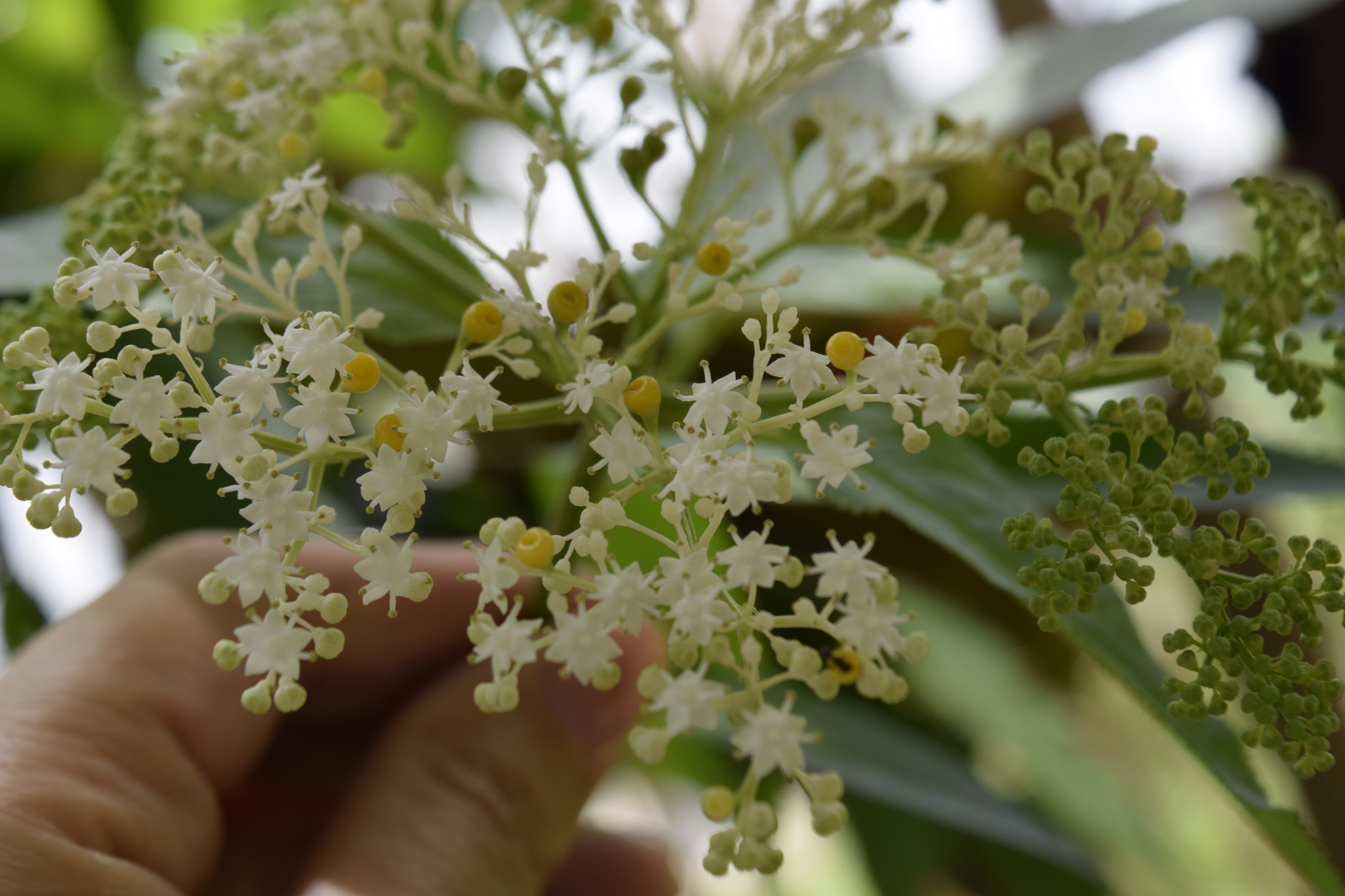 陆英,五福花科接骨木属 #动态连更挑战# #动态30天打卡挑战# #植物