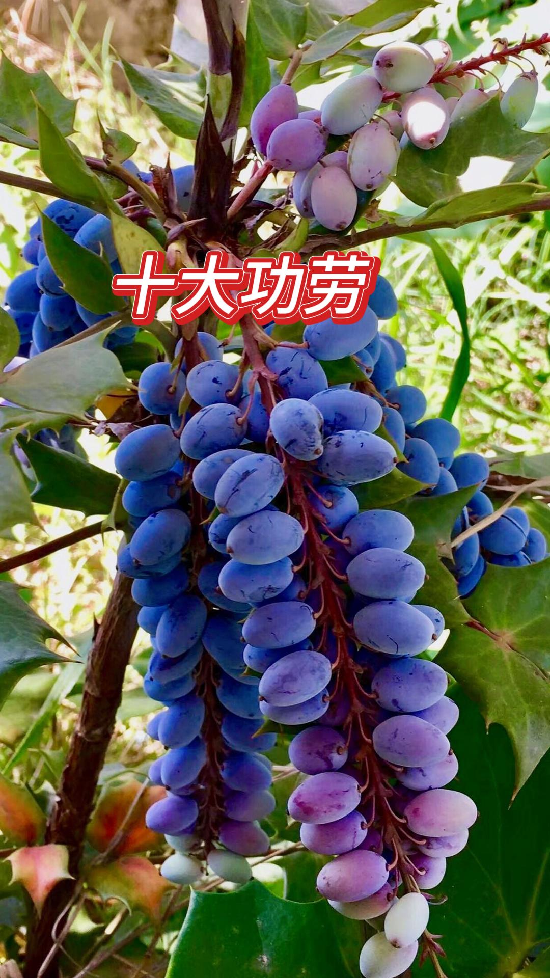 十大功劳是小檗科十大功劳属的植物,别名众多,如狭叶十大功劳,细叶