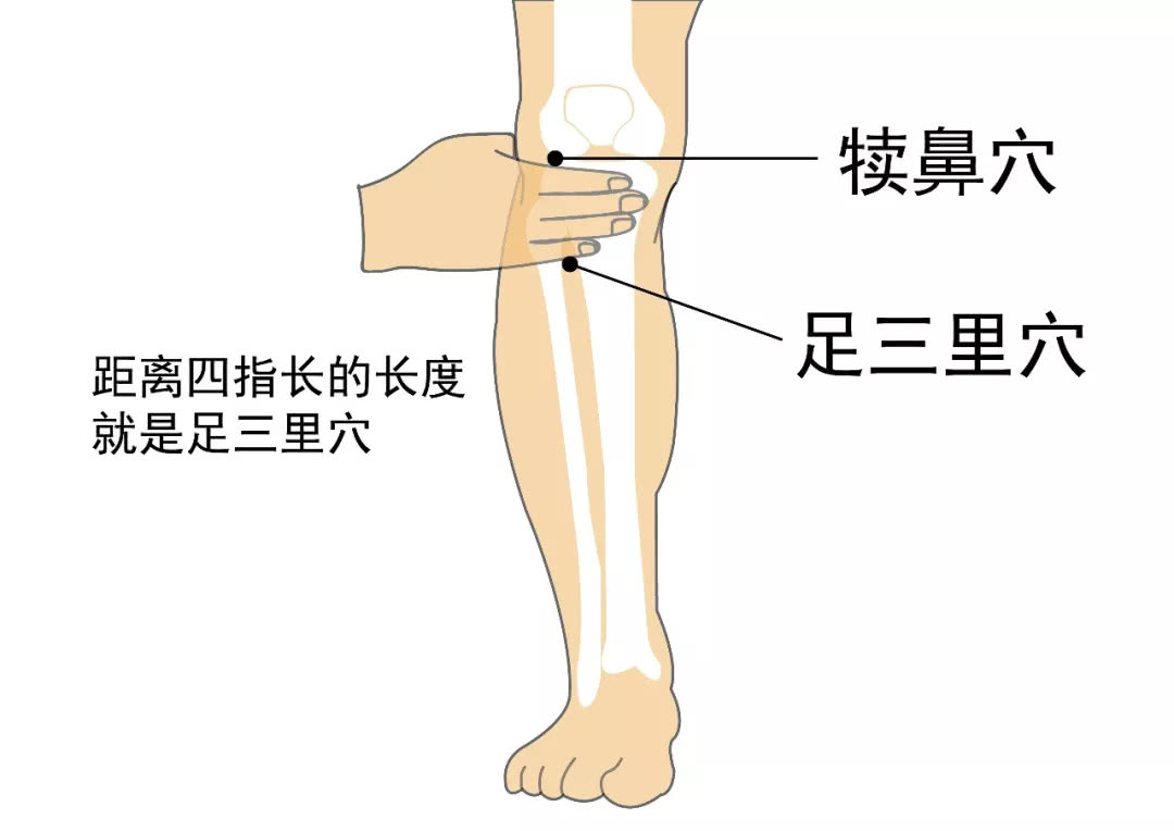 脾胃腿部的位置图图片