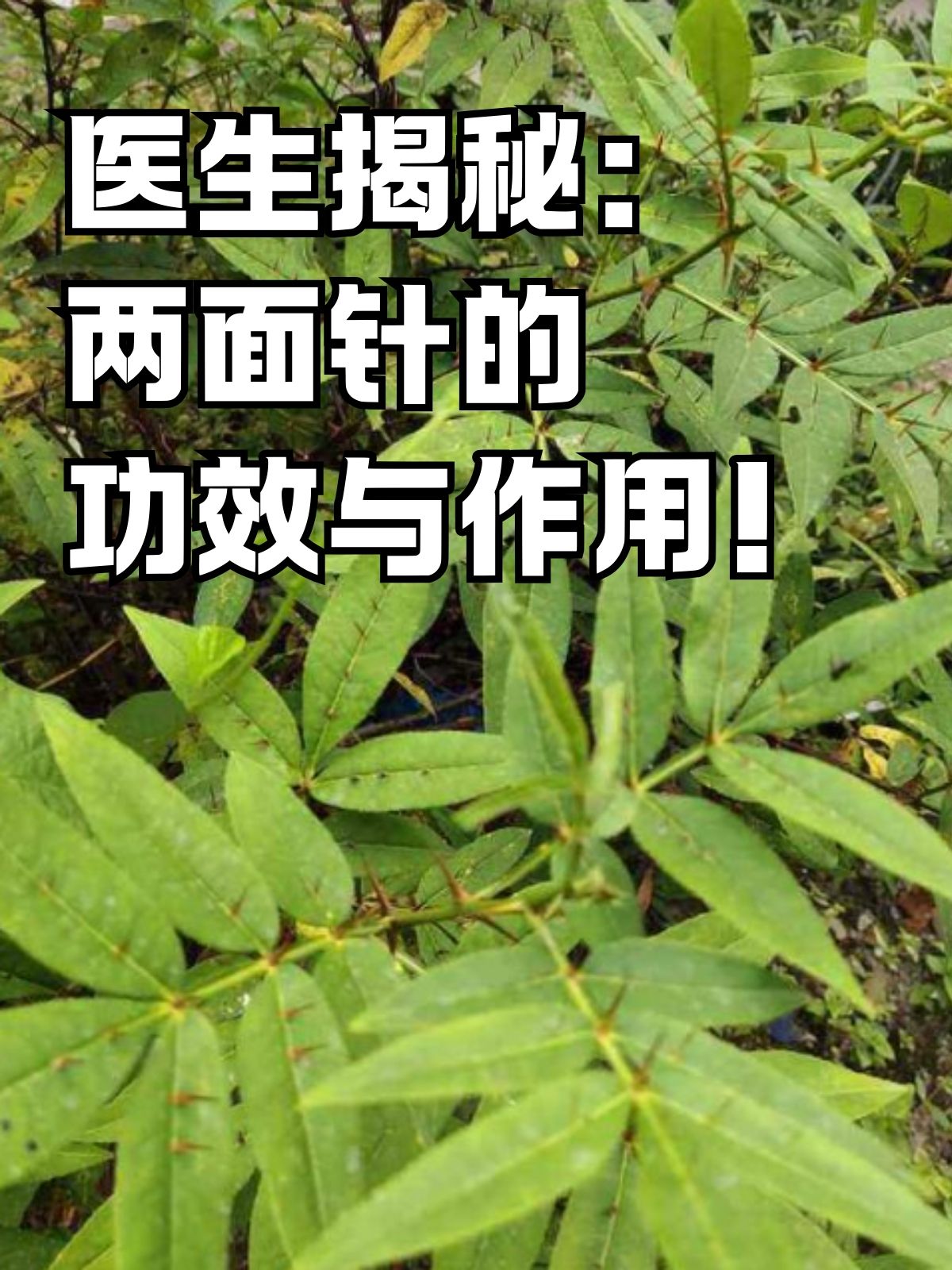 两面针草药 功效图片