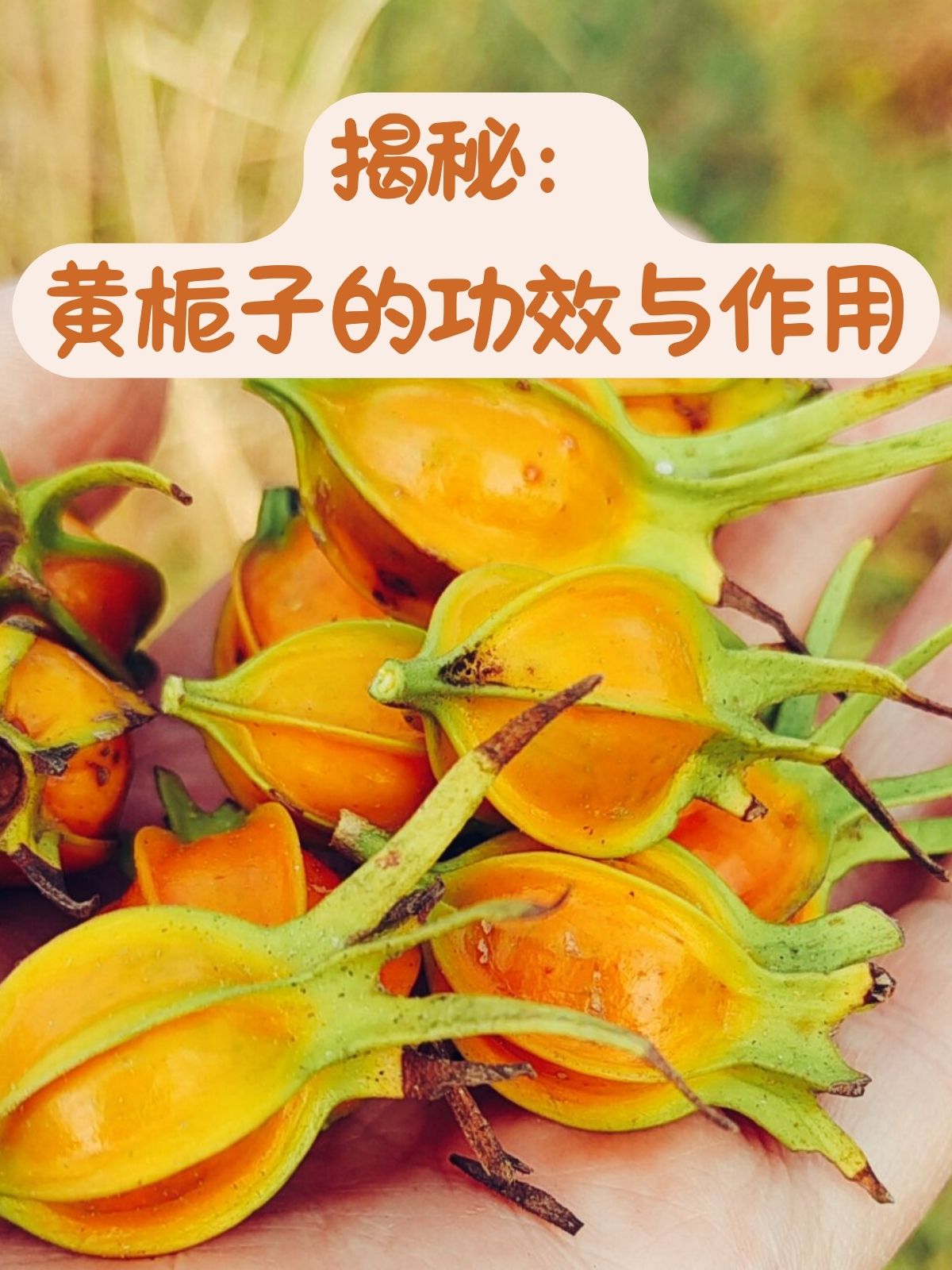 揭秘:黄栀子的功效与作用 黄栀子即栀子,是茜草科植物栀子的果实,常被