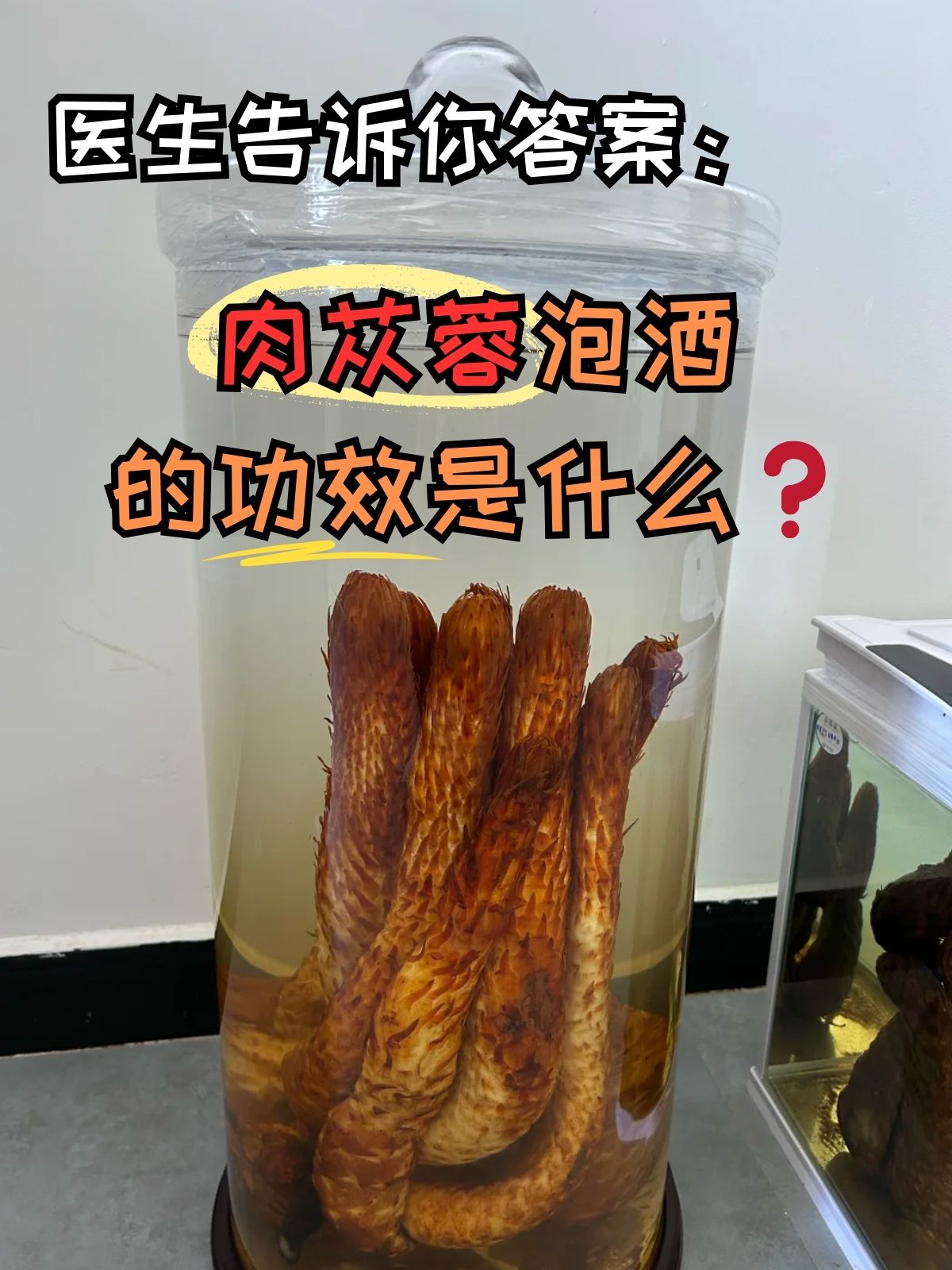 医生告诉你答案:肉苁蓉泡酒的功效是什么 很多人有用中草药泡酒的习惯