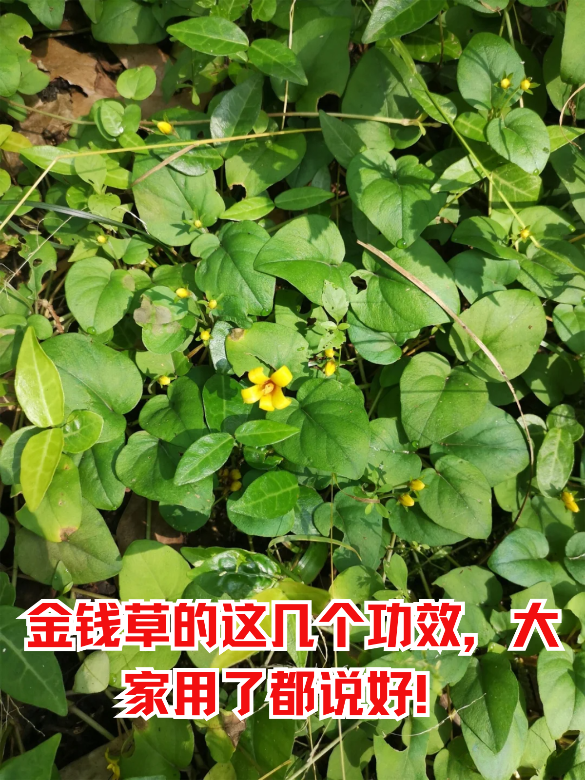 金钱草的这几个功效,大家用了都说好!