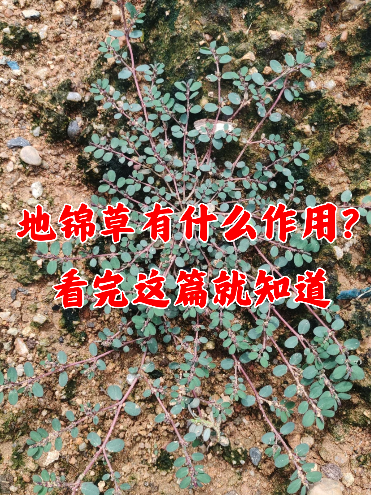 看完这篇就知道 地锦草又叫血见愁,红丝草,奶浆草,常长在草原,荒地