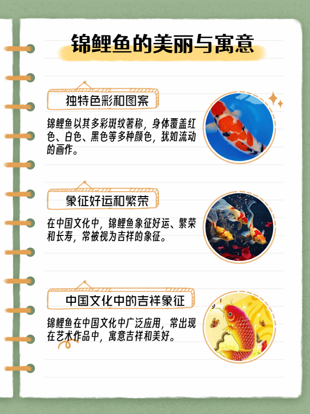 今天我们来聊聊那些色彩斑斓,寓意吉祥的锦鲤鱼吧!