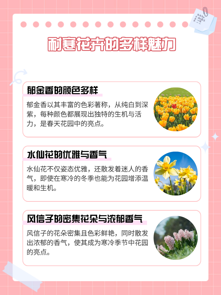 耐冬花介绍图片