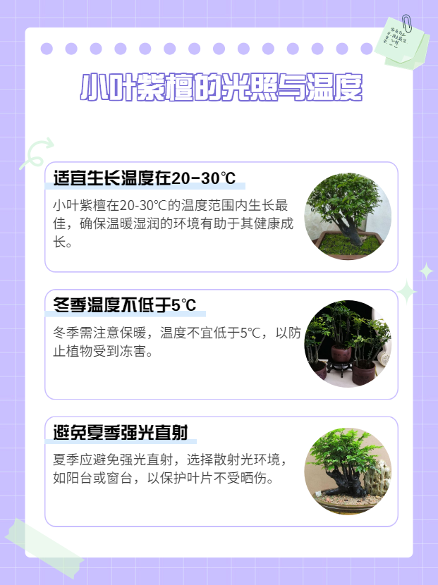 小叶紫檀花卉养殖方法图片