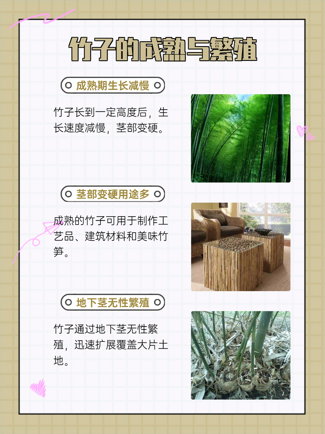 今天我们来聊聊竹子的生长过程,这可是一个既神奇又有趣的话题哦!