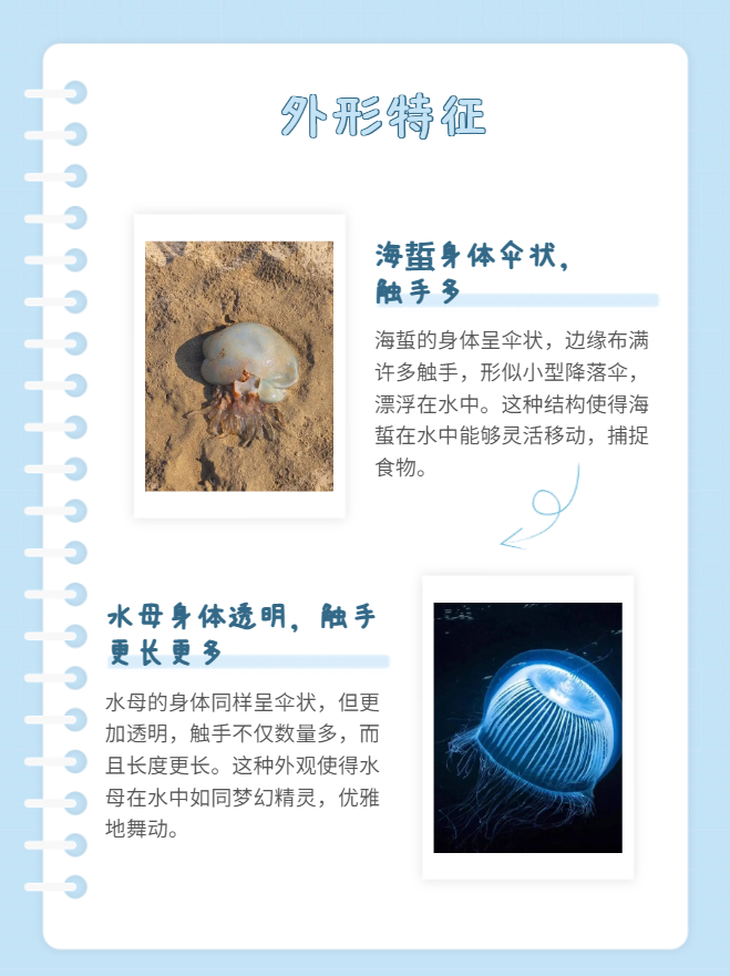 海蜇和水母的区别 海蜇和水母,听起来是不是有点傻傻分不清楚?