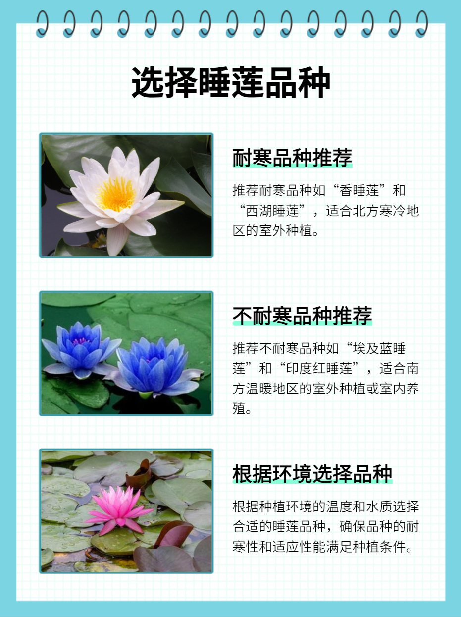 睡莲种植攻略:打造你的私人水下花园 想在自家小池塘或者大鱼缸里种