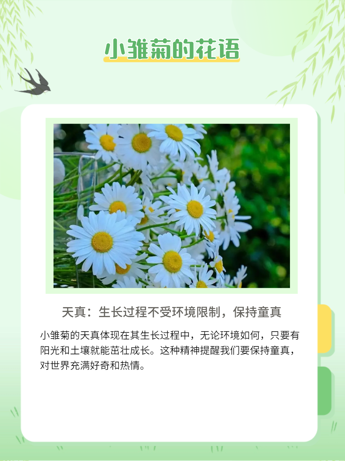 雏菊花语小雏菊图片