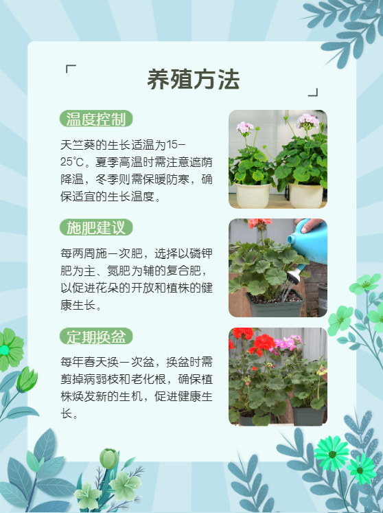 天竺葵的养殖方法和注意事项