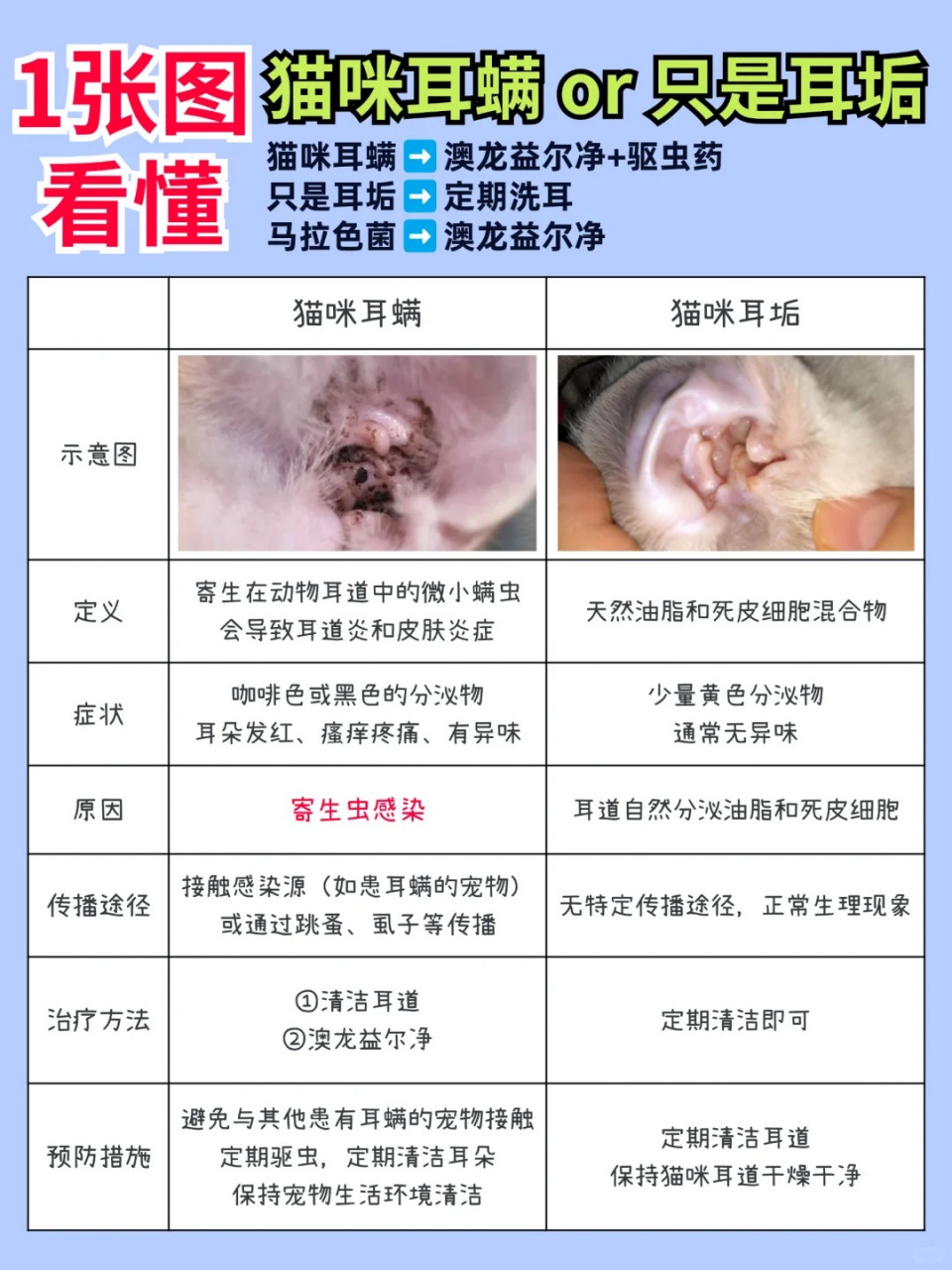 30秒教你如何区分猫咪耳垢跟耳螨!