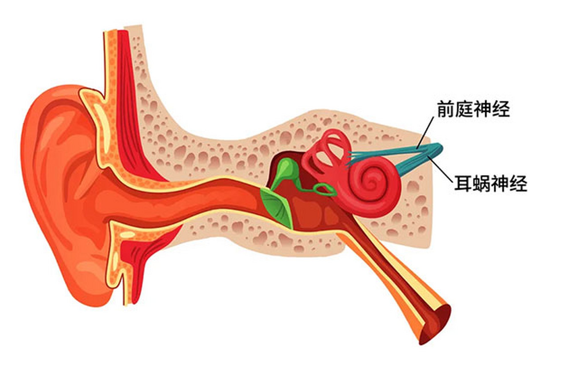 前庭神经 位置图片