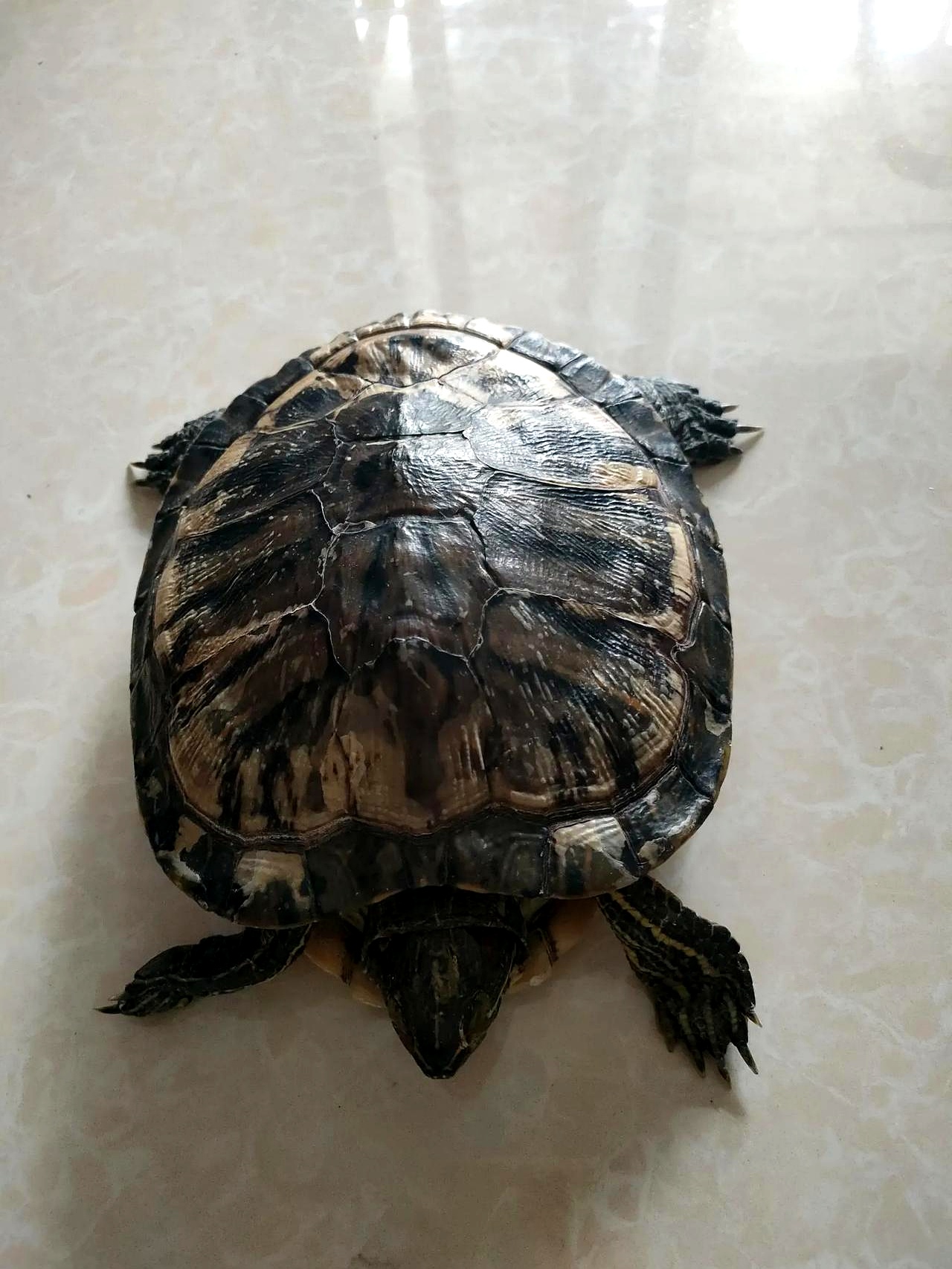 养了19年的巴西龟今天发现去世了