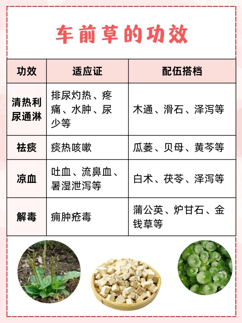 车前草的用途和功效图片