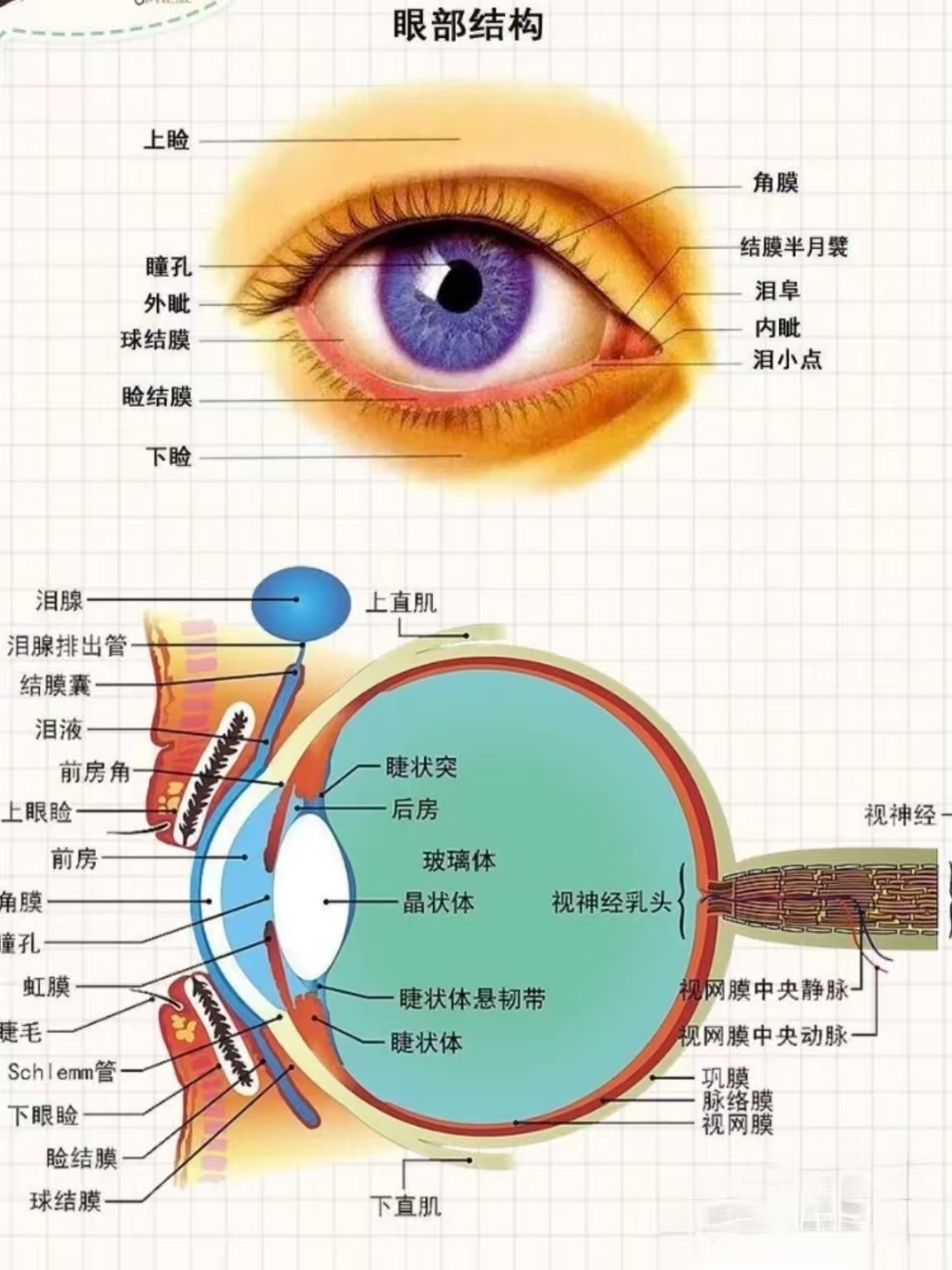 但是很多人,对眼睛的解剖结构和功能,以及