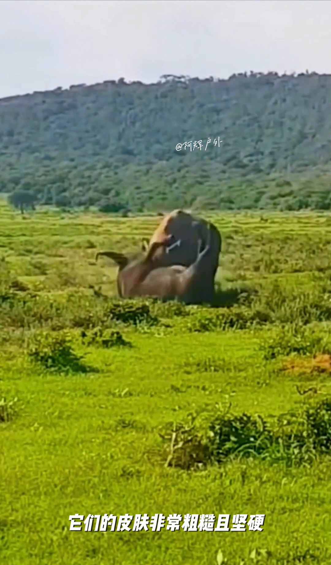 这是生活在非洲大草原的野犀牛,它们是陆地上最大的哺乳动物之一,成年