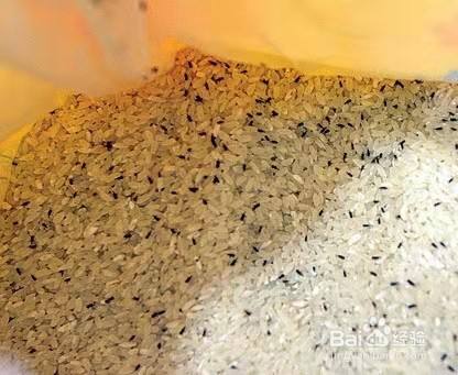 面里的小黑虫是什么?面里的小黑虫通常是赤拟谷盗或印度谷螟的幼虫