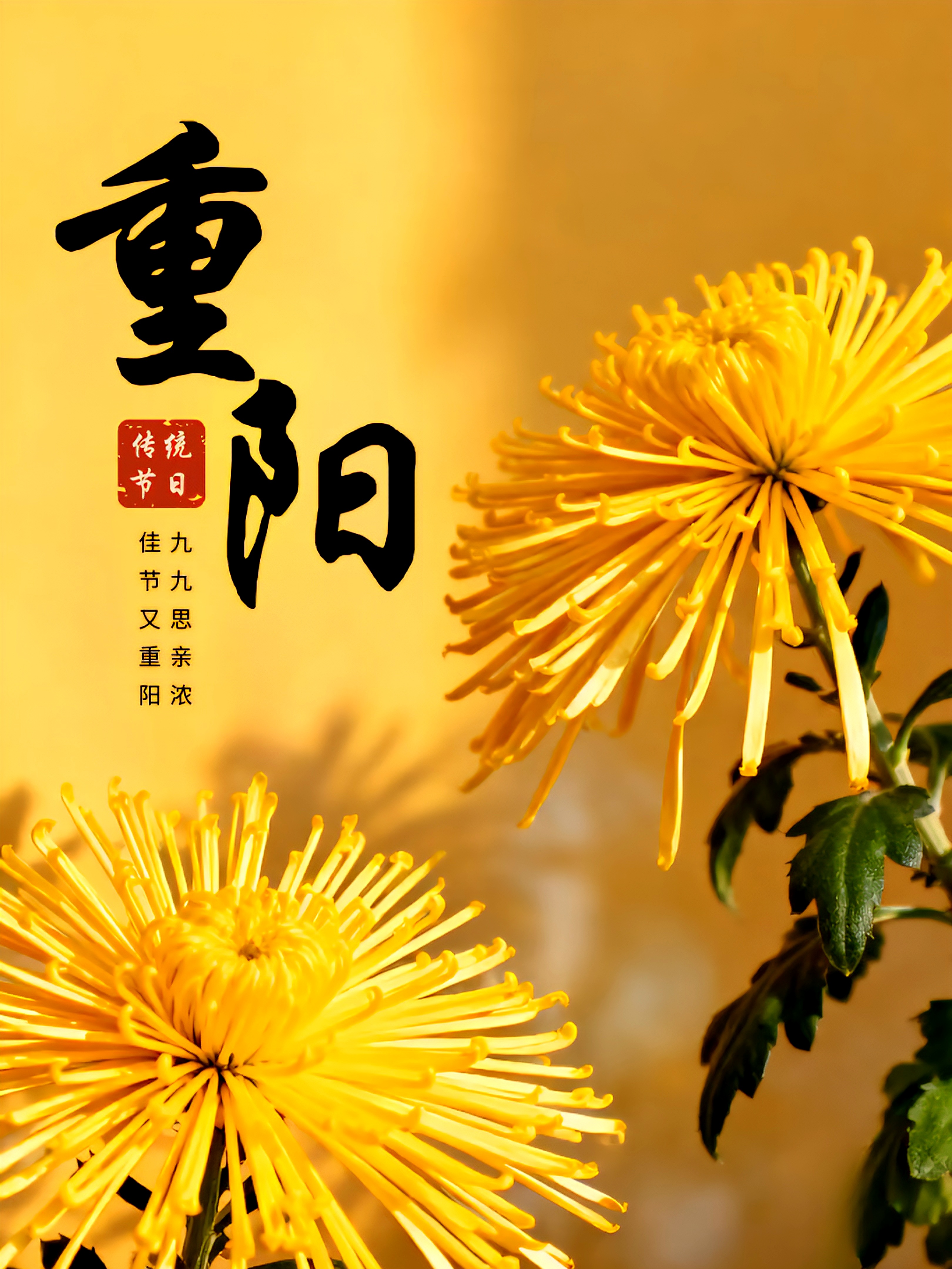 秋天菊花开得好香气飘得远又远 思念层层越过山秋风带来凉意添