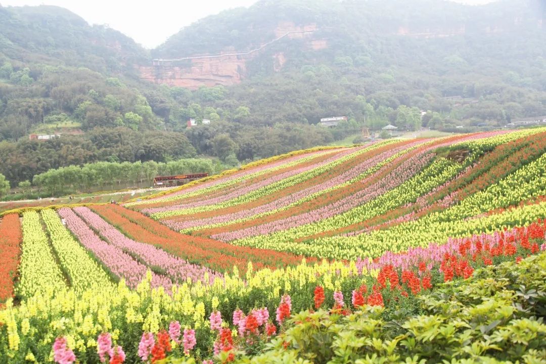 泸州花田酒地景区图片图片