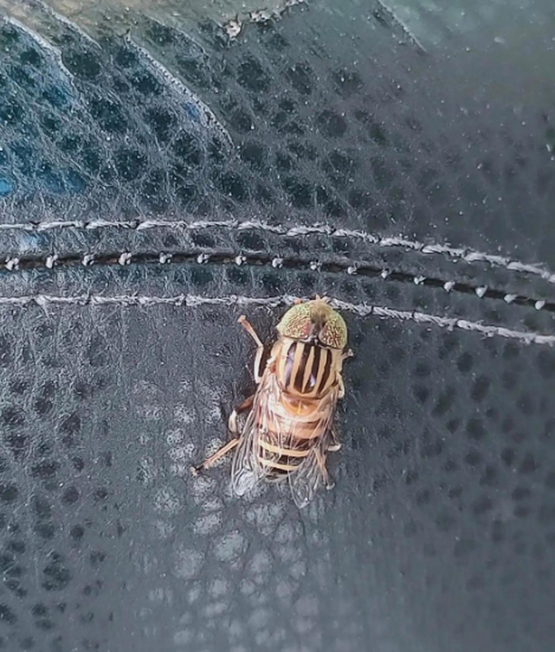 大家看看,这是苍蝇还是蜜蜂呀?