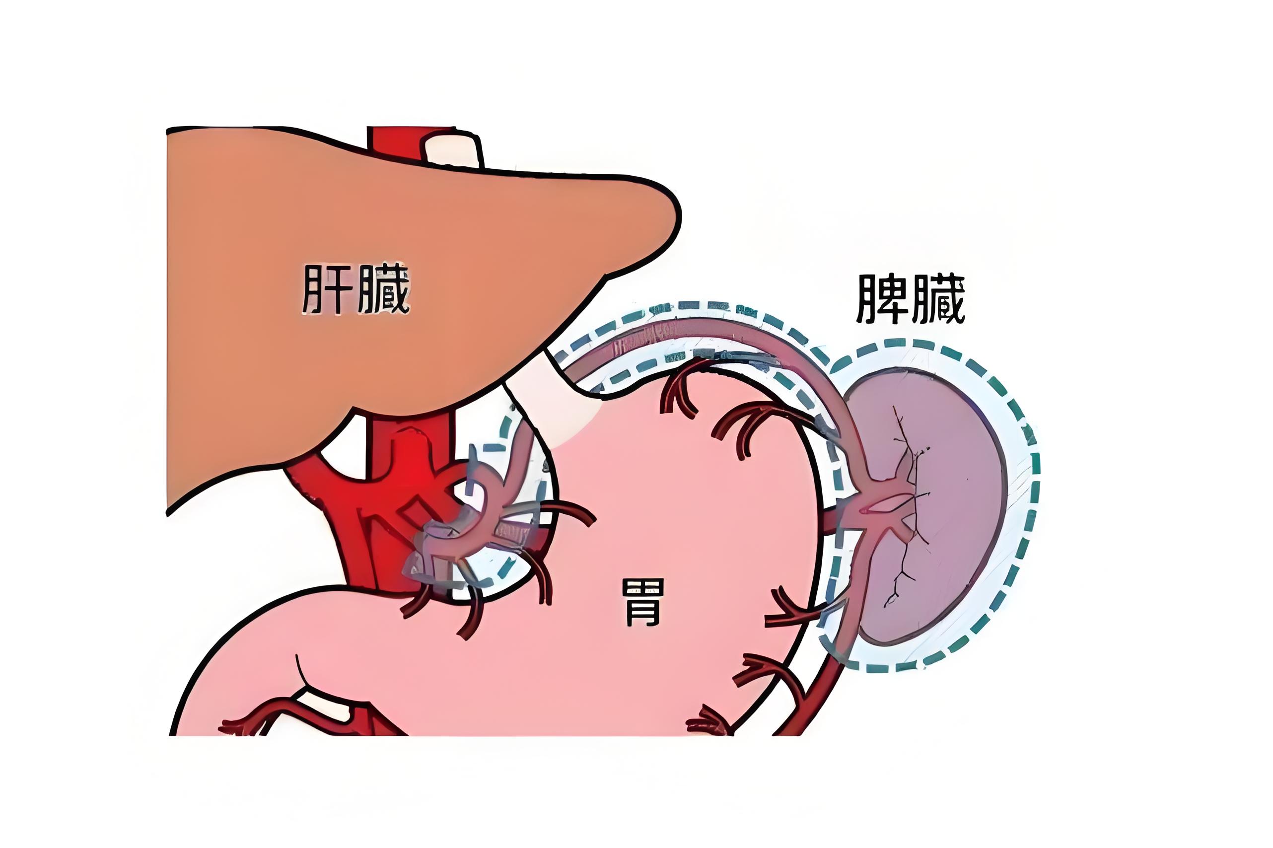 五脏六腑药性归类表