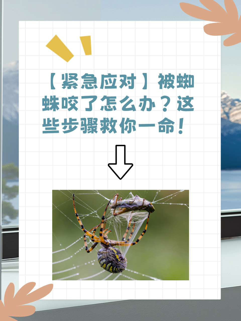 嗨,你是否曾在户外探险时不小心成为了蜘蛛的"美食"?