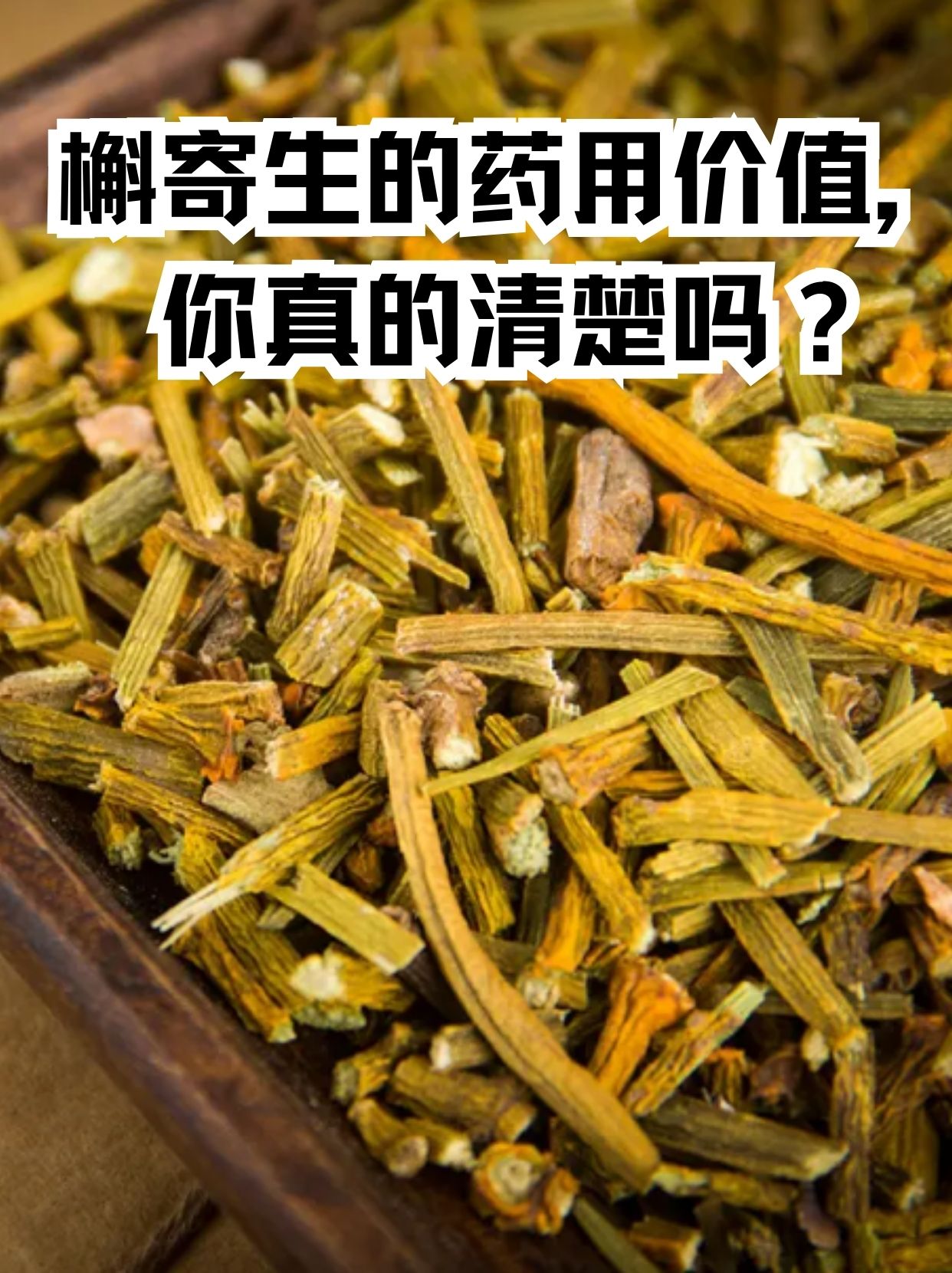 北桑寄生药用价值图片