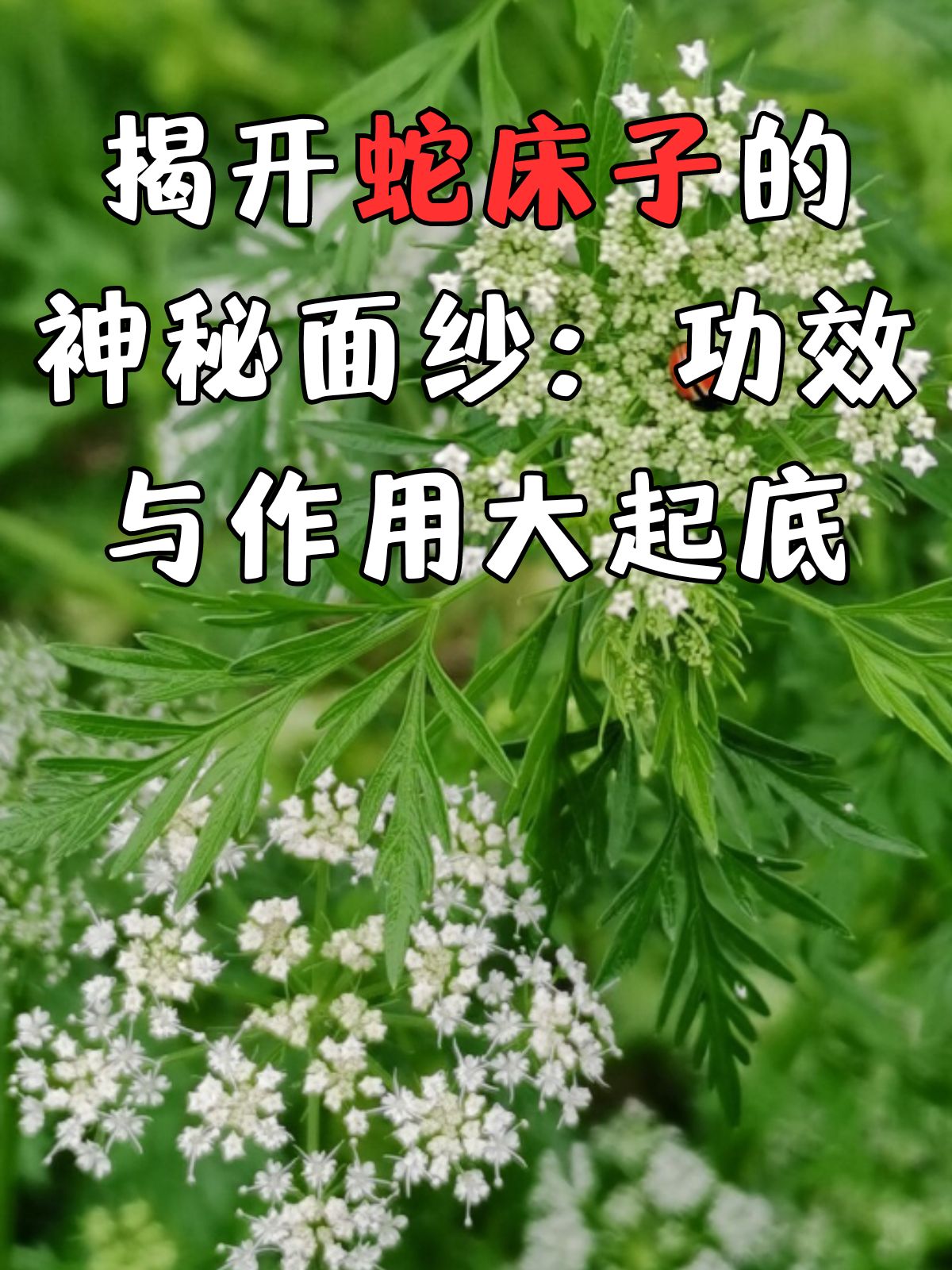 今天,就让我们一起走进中医的世界,探索蛇床子的神奇功效吧!