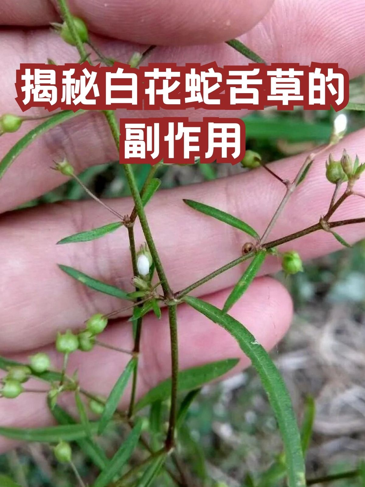 白花蛇有毒吗图片