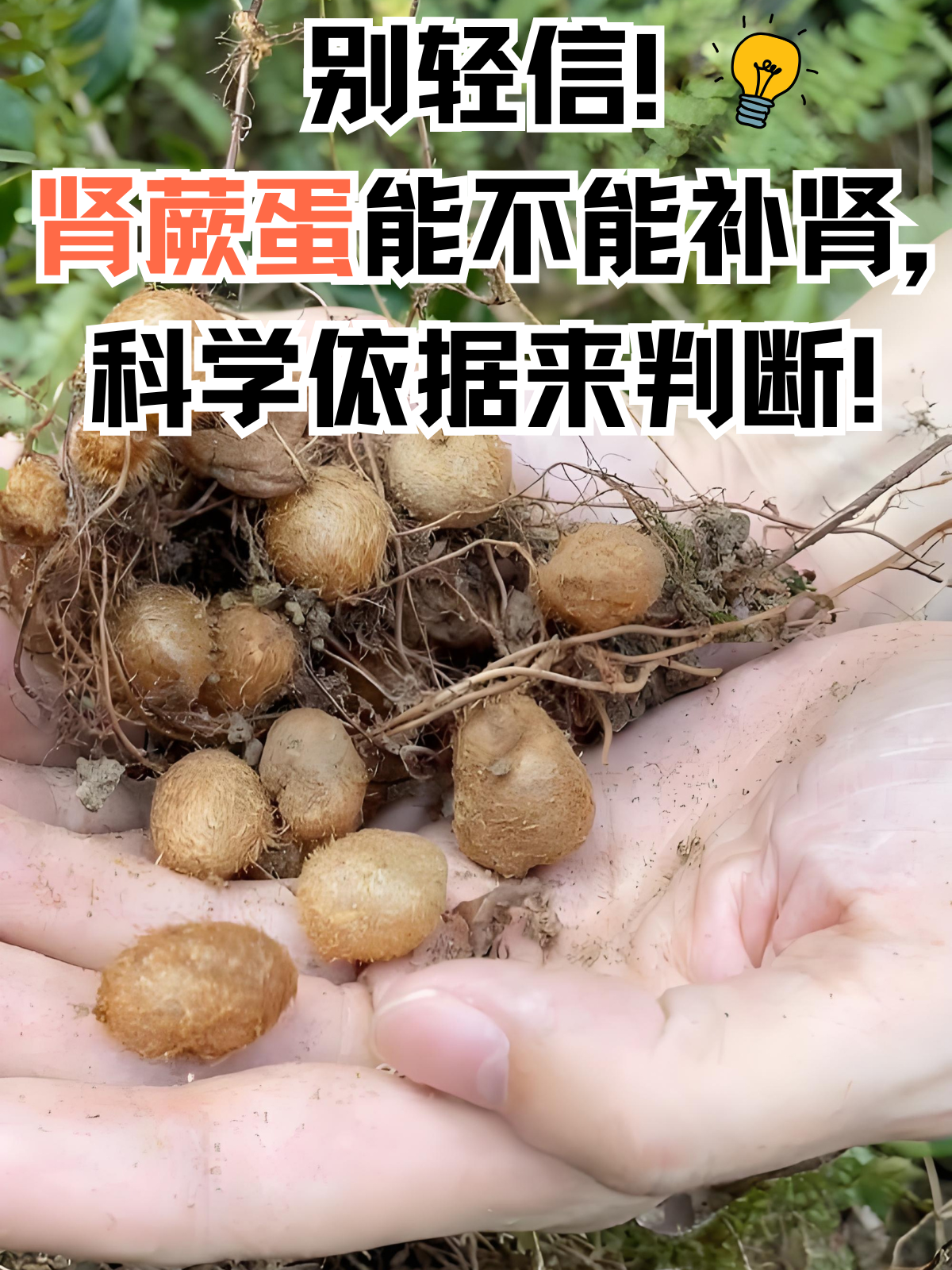 补肾最好的中草药是什么(补肾最好的前五种中草药有哪些?)