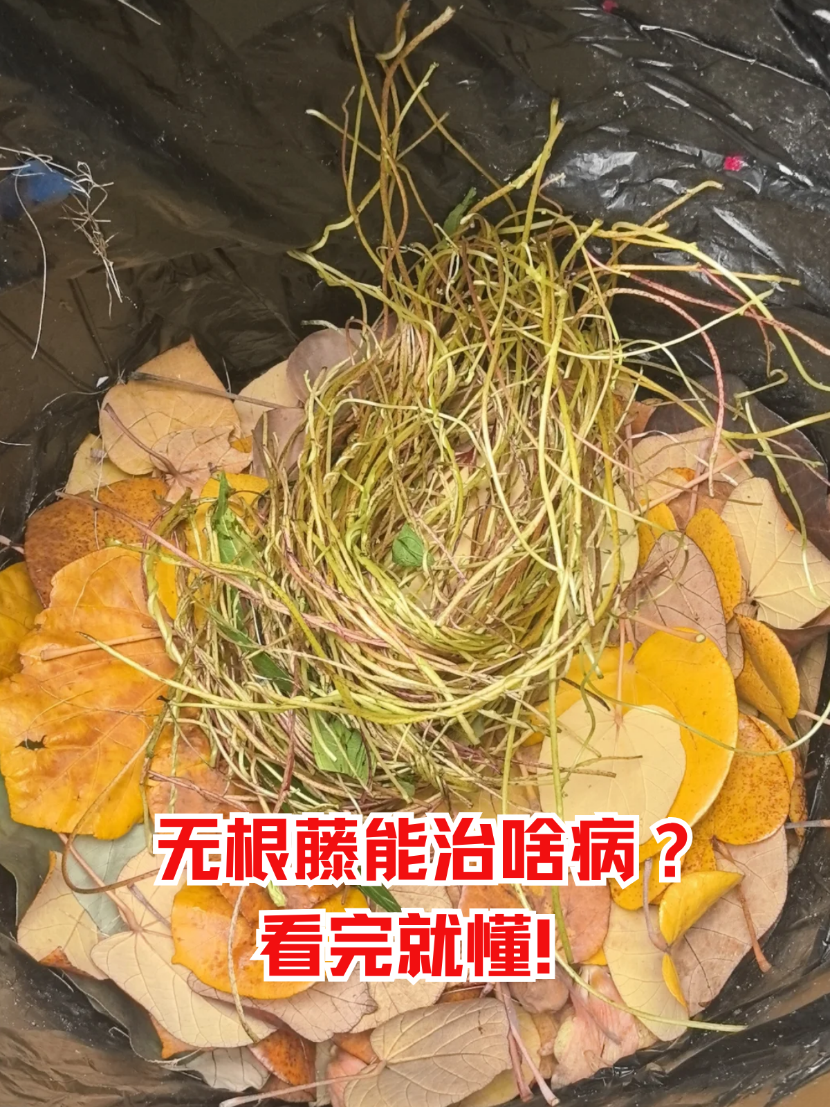 无根藤能治啥病?看完就懂!