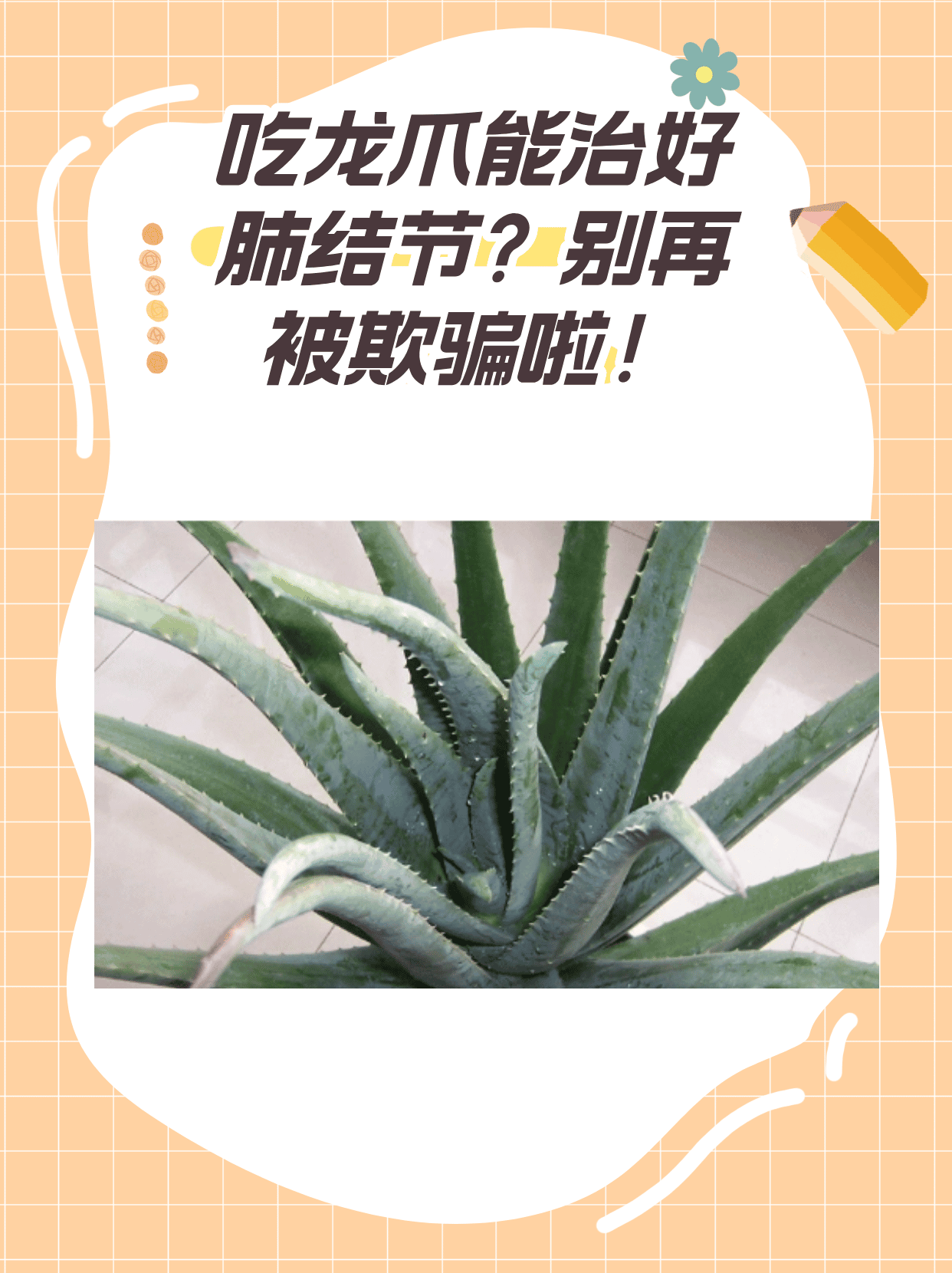 龙爪菊的功效图片