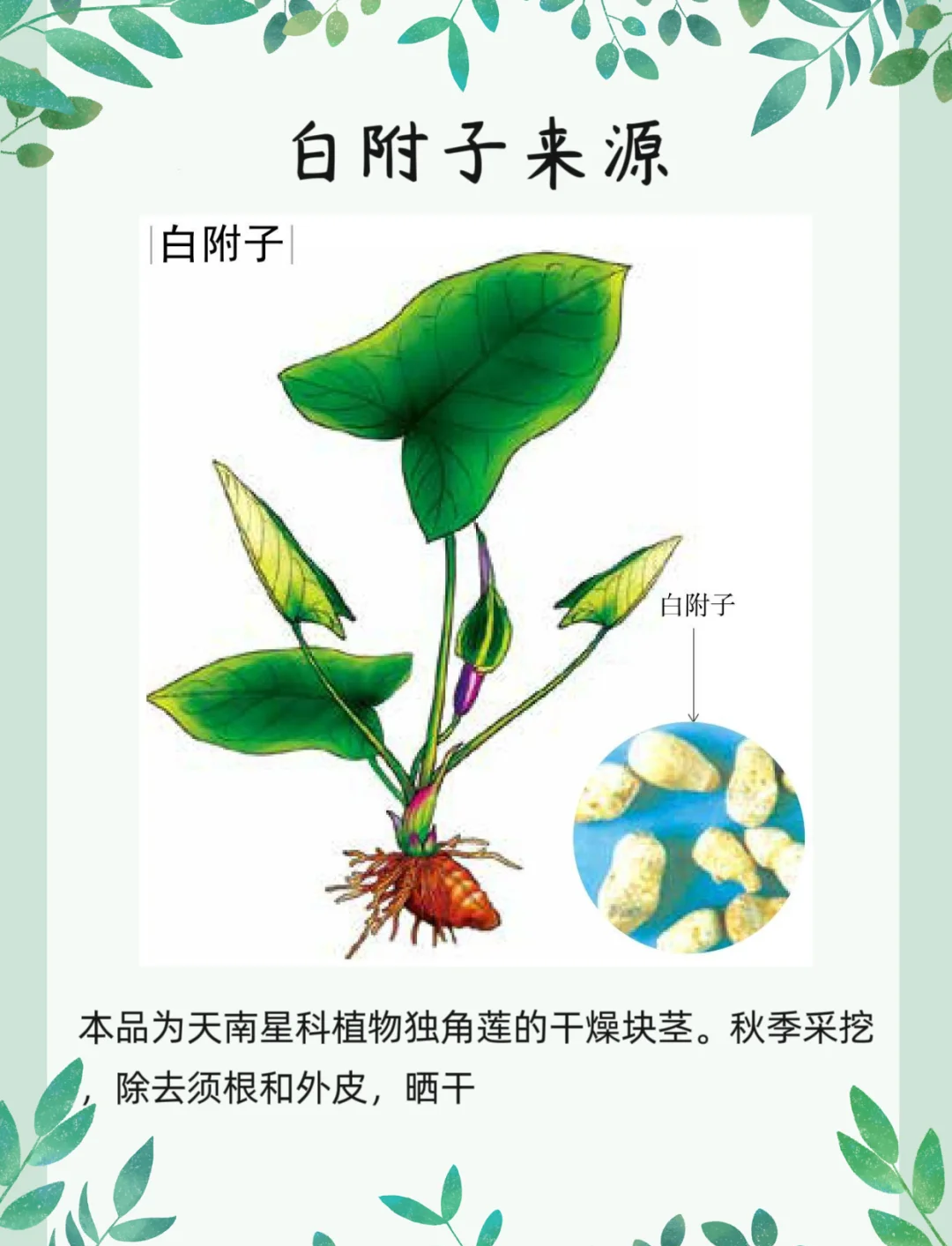白附片有哪些作用与功效? 				 白附片是常见中药材,能散寒,补火助阳