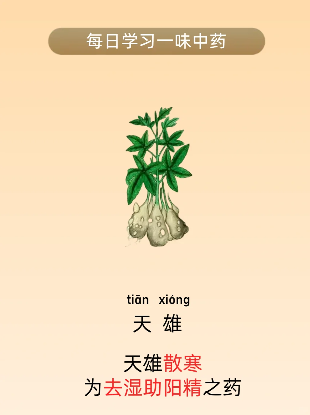 天雄散有哪些功效与作用?