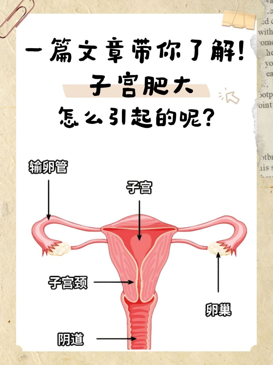 女人子宫外部 肥大图片