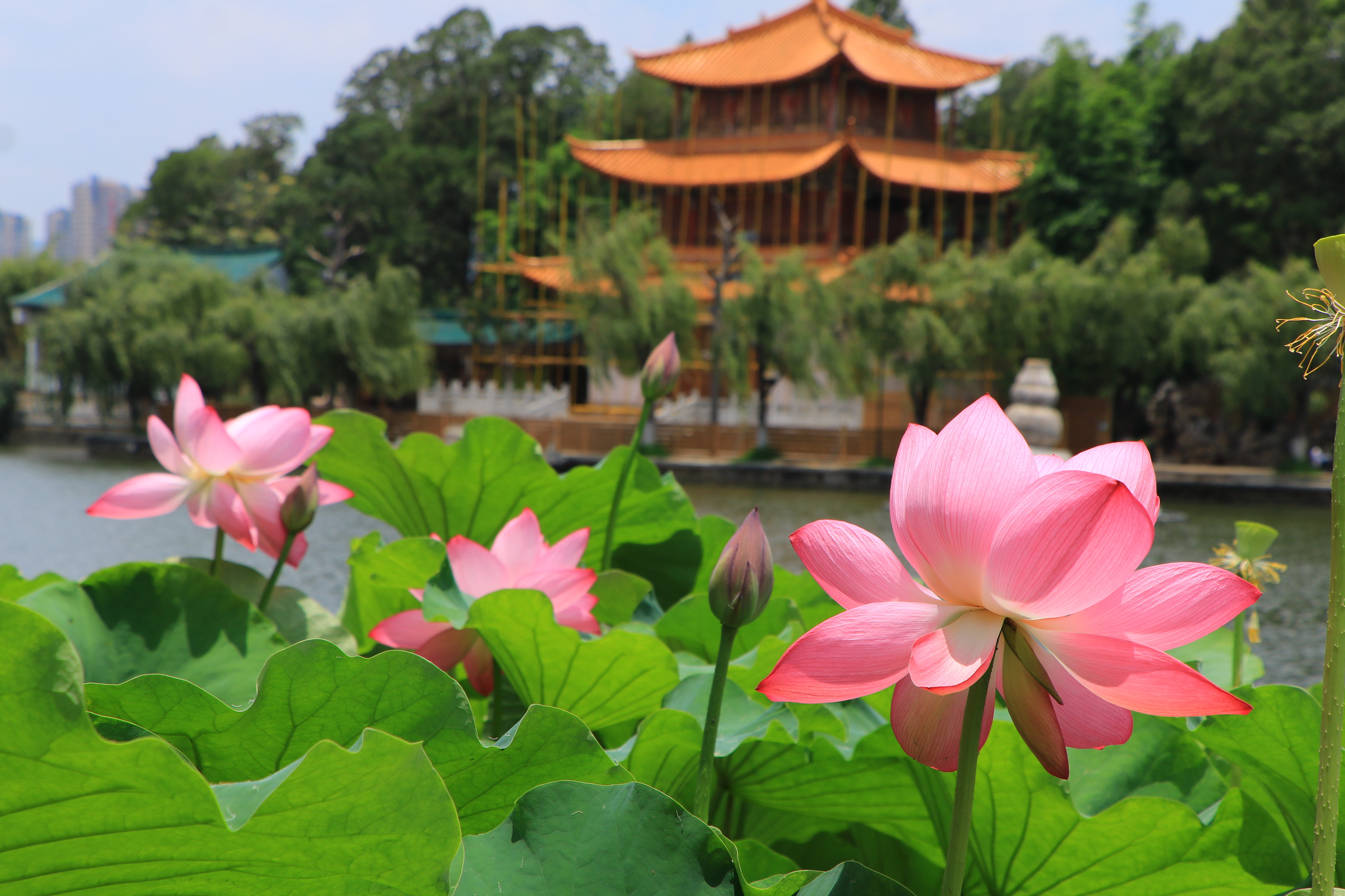 来到昆明大观楼,看见盛开的荷花美景,耐不住按下快门拍摄起来