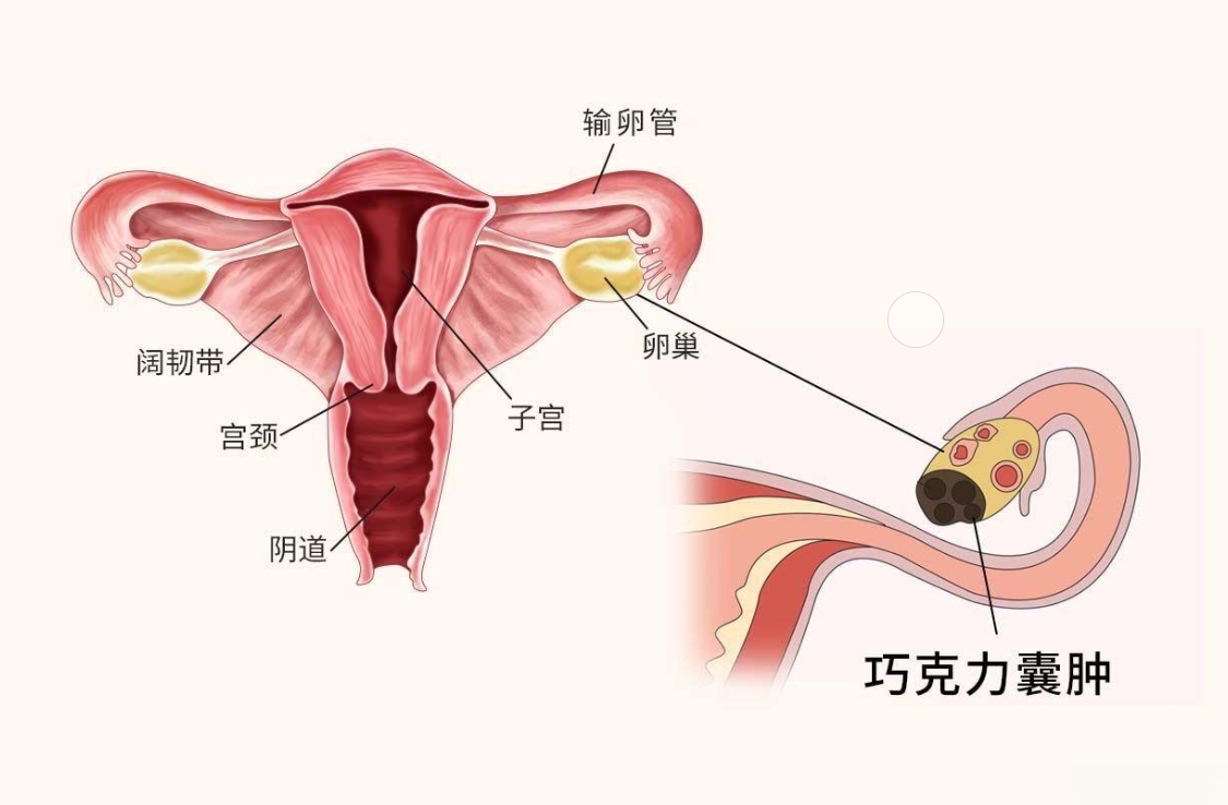 正常女性宫颈图片大全图片