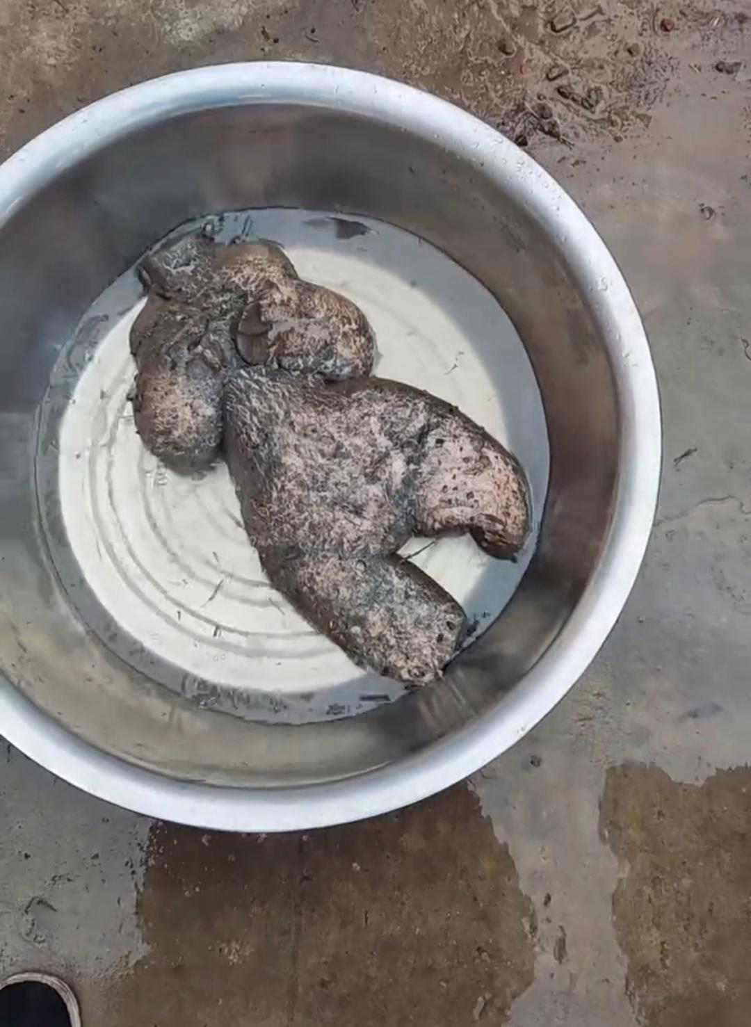 二婶瞅了一眼,就说这估计是太岁.俺就纳了闷了,啥是太岁呀?