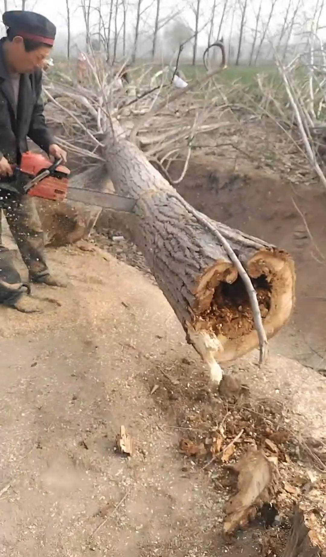 师傅说大意了,锯这棵树赔了.接着又锯后面一段,我一看,后面没问题啊.