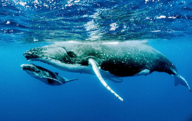 鲸鱼一口将运动员吞下!