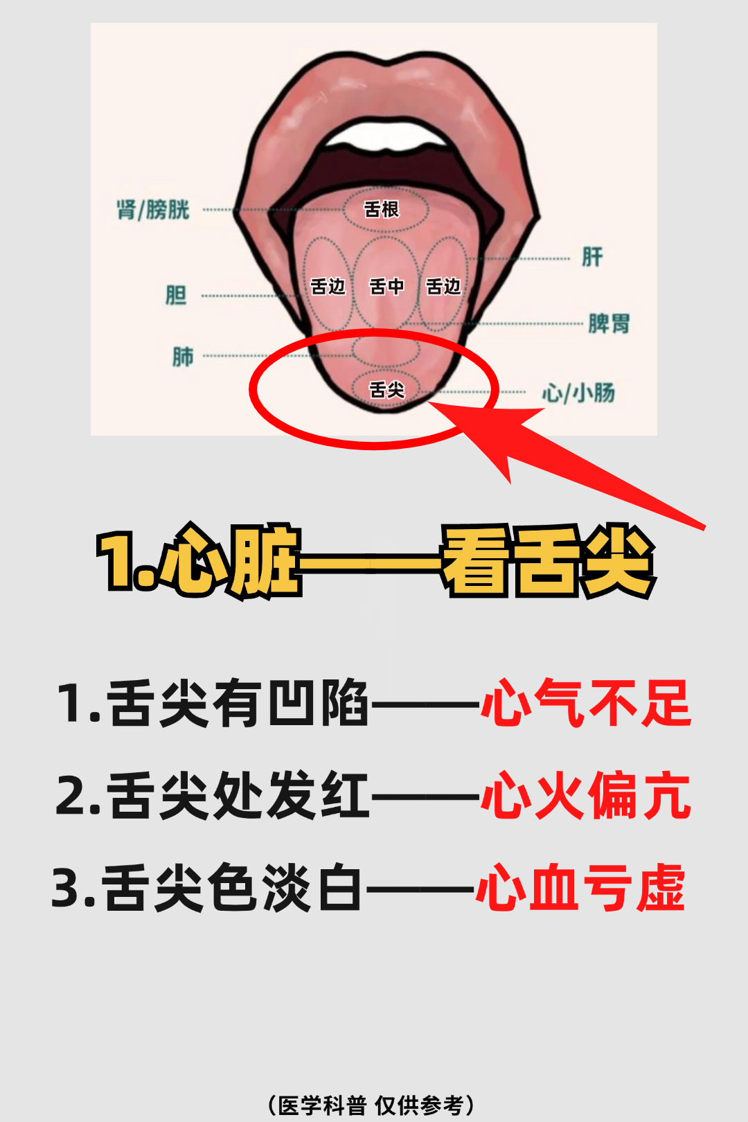 舌头的部位名称图片图片