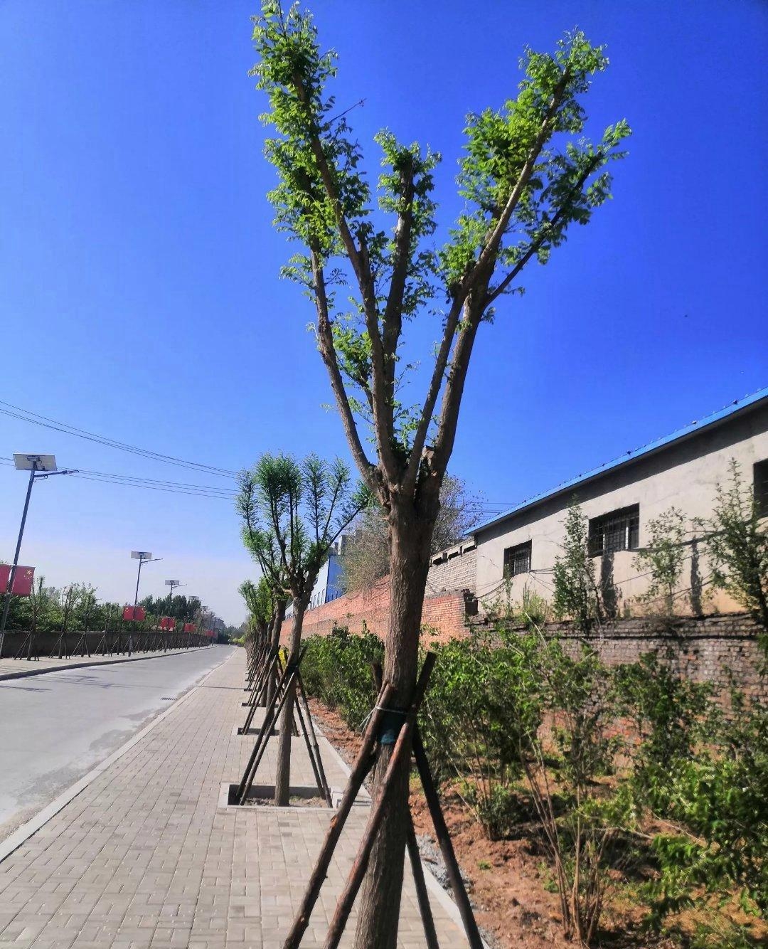 我观察多年发现当年移栽的树不管大小一浇水就吐芽长叶绿茵茵一片