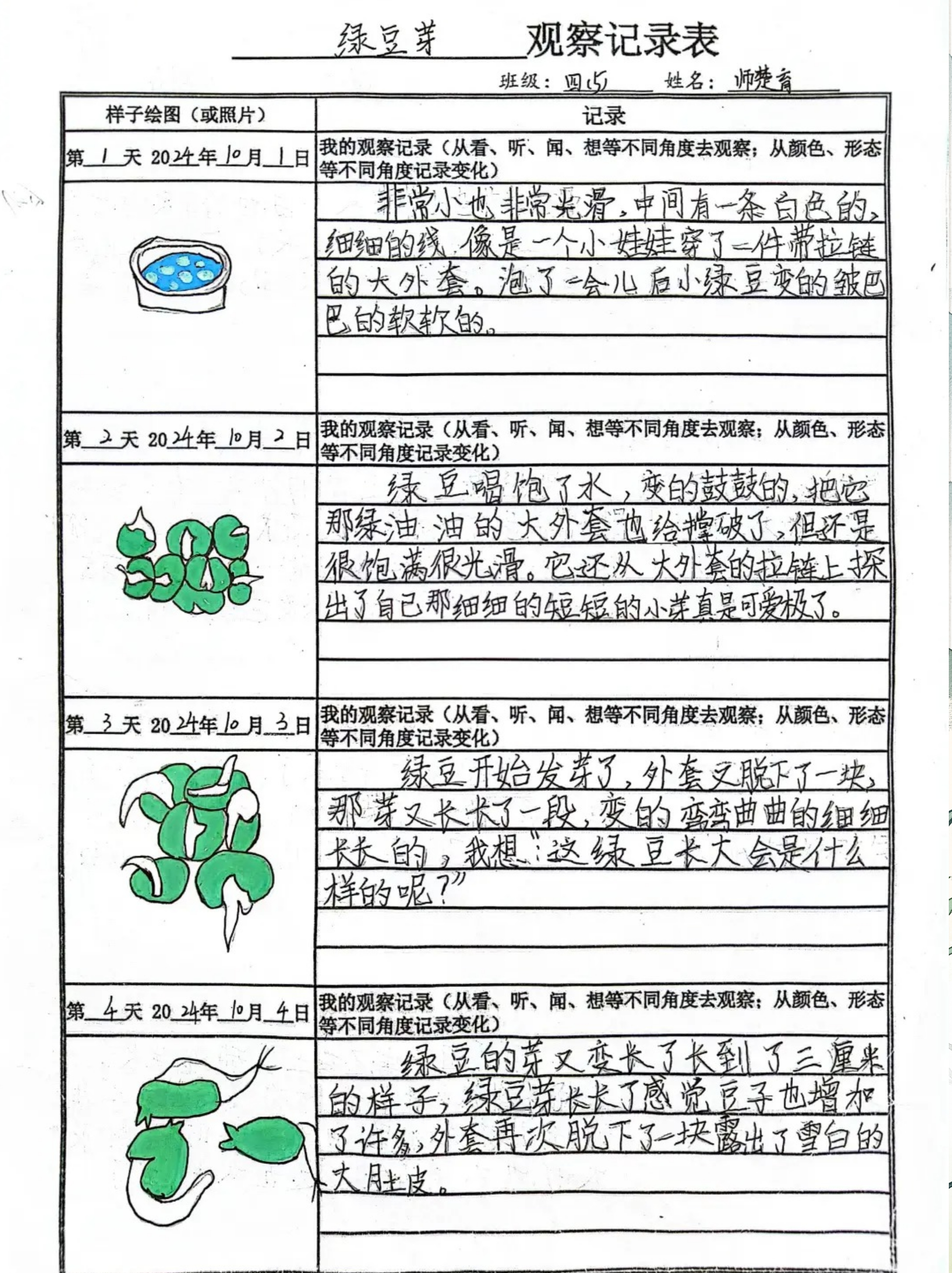 绿豆芽观察记录表7天图片