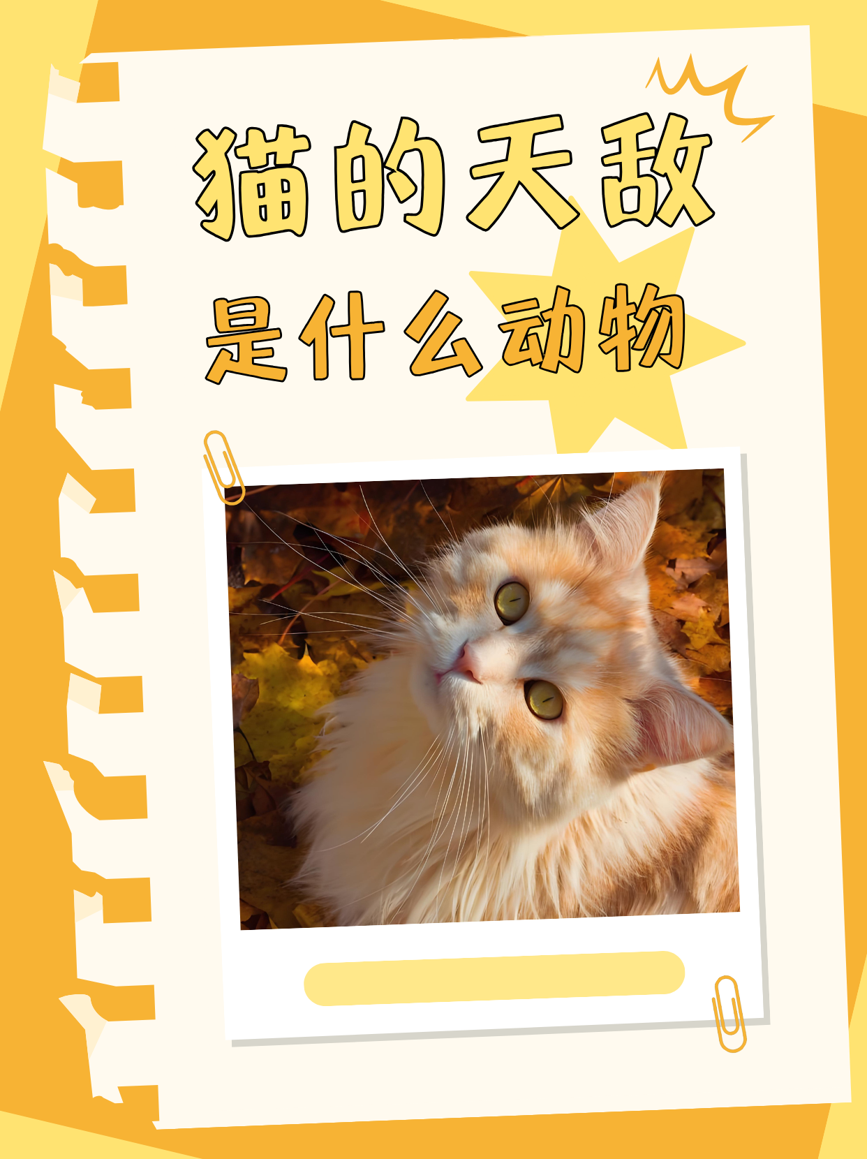 猫最怕的天敌