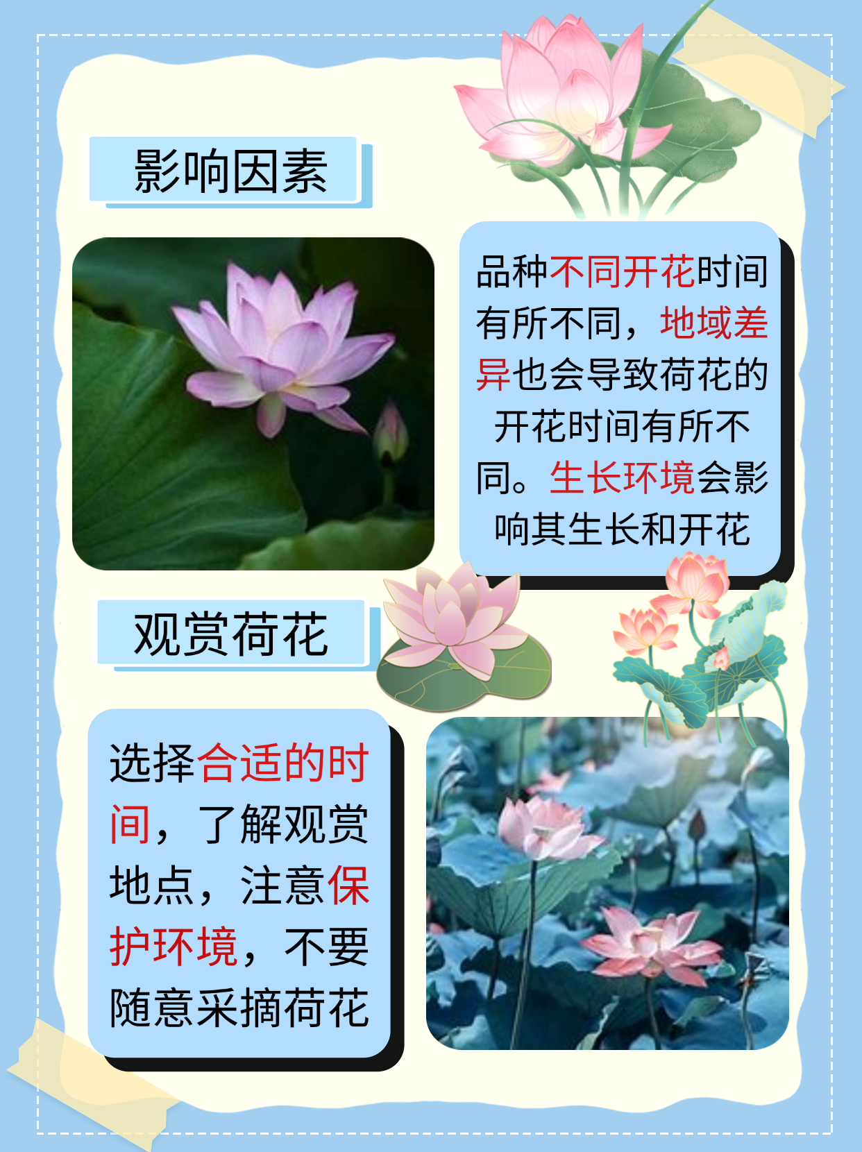 荷花一般在夏季开花,具体时间主要集中在6月至9月
