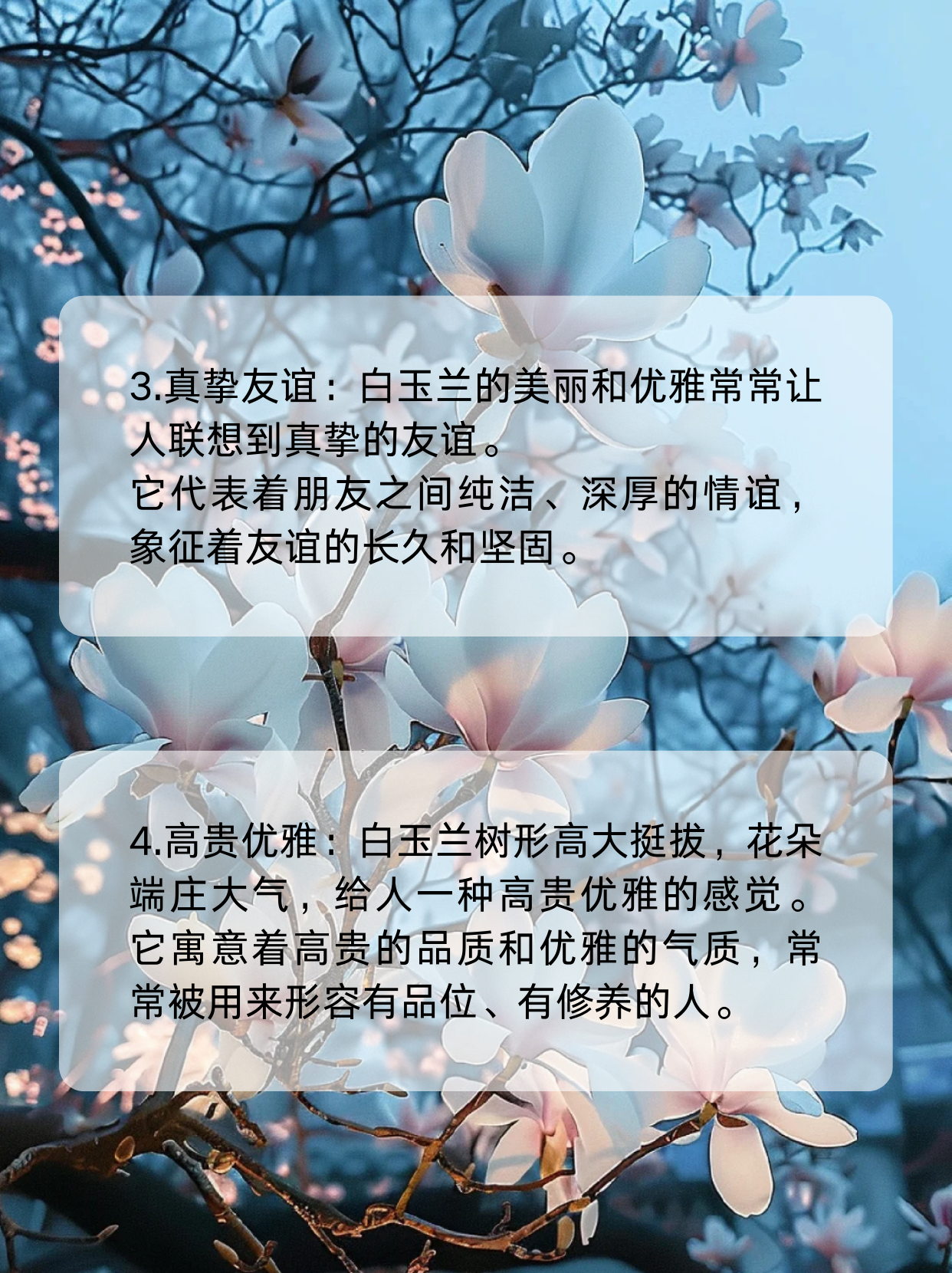 白洋兰花语图片