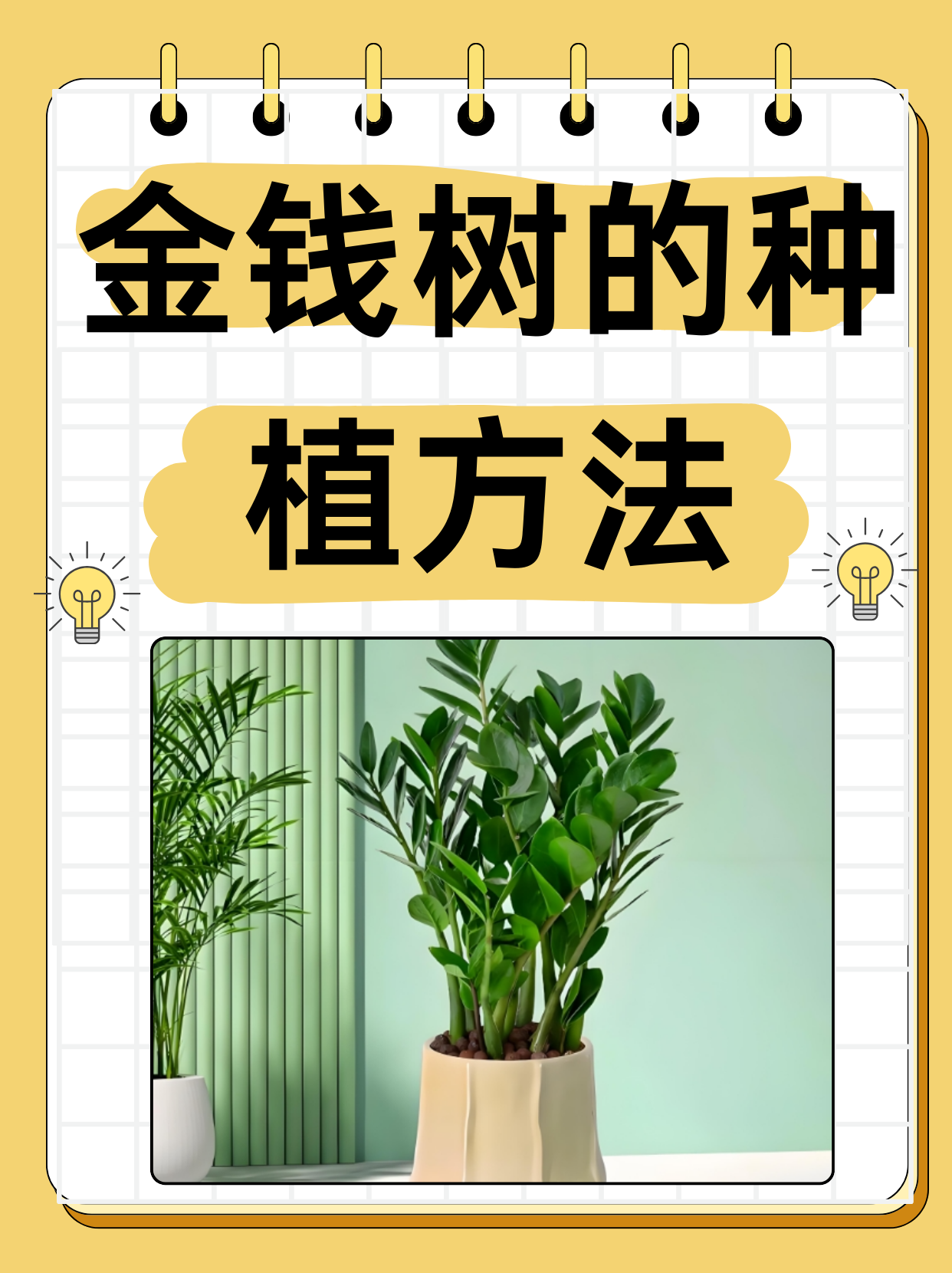金钱树的种植方法  我一直觉得金钱树是一种非常适合室内养护的植物.
