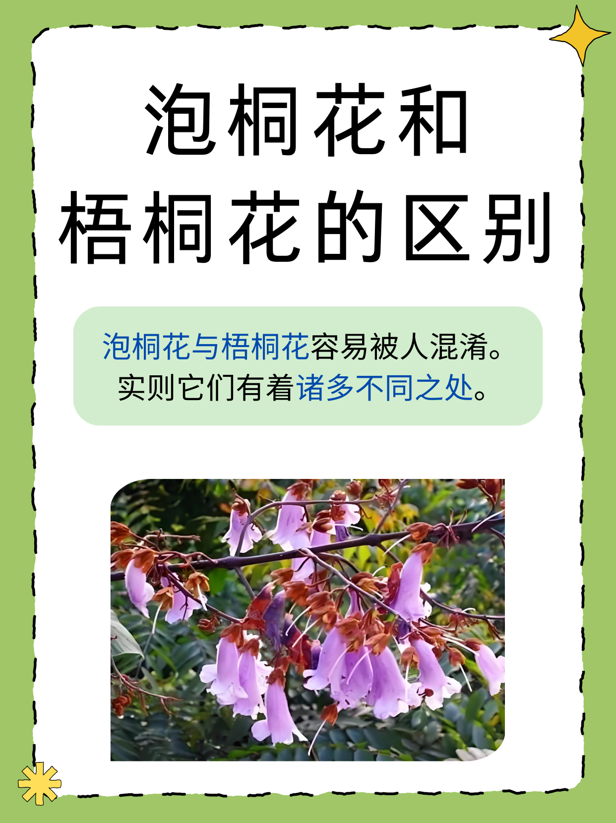 泡桐花和梧桐花的区别  在春日的花海中,泡桐花与梧桐花常常容易被人